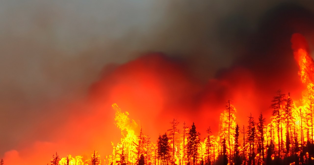 Lasy Teneryfy w ogniu. Konieczna ewakuacja ludności