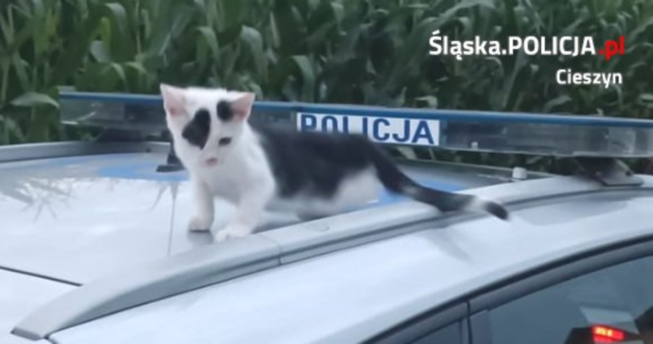 Policjant uratował małego kotka błąkającego się po drodze. Szuka właściciela