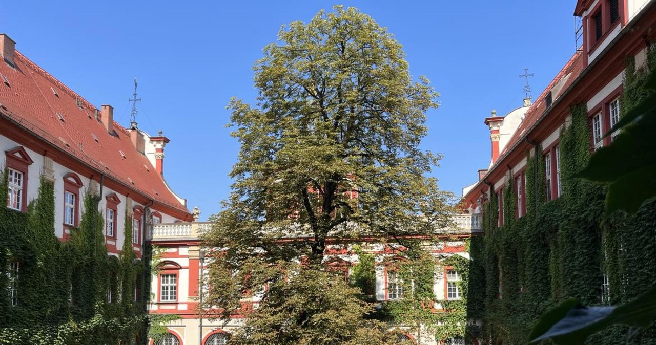Ponad stuletni kasztanowiec z Ossolineum będzie wycięty