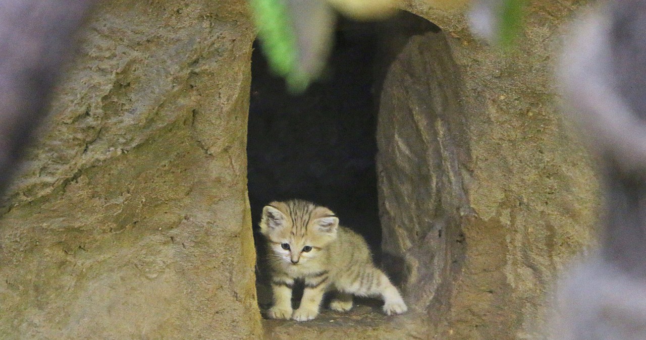 Tłok u pustynnych kotów w gdańskim zoo