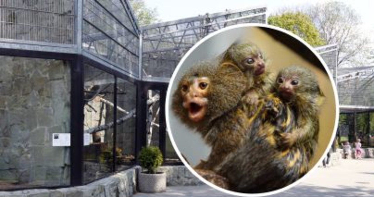 Najmniejsze małpki świata przyszły na świat w chorzowskim zoo