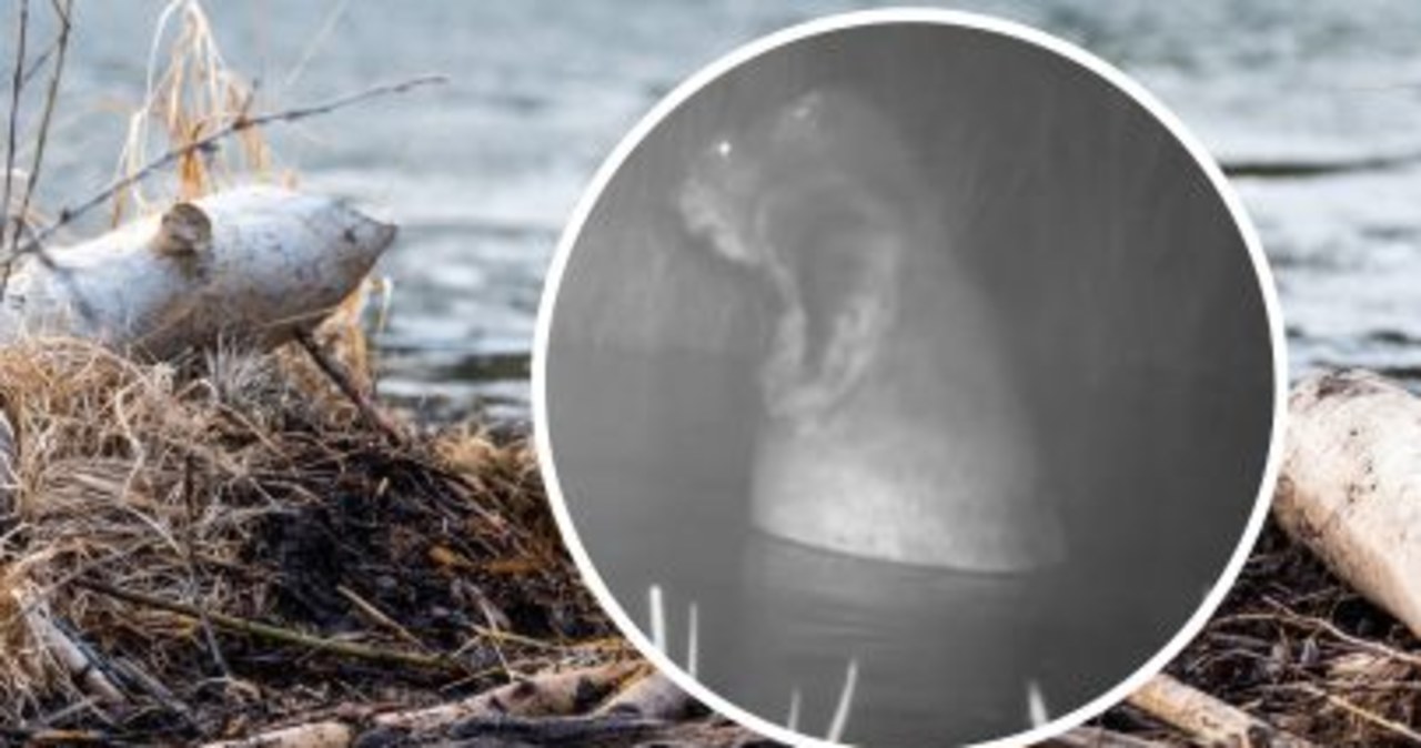 ​Bóbr stał na dwóch łapkach i mył się jak człowiek. Niezwykłe nagranie [ZOBACZ FILM]
