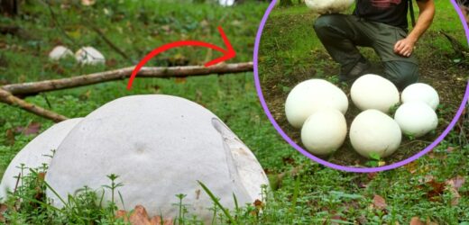 Jest większy od piłki futbolowej i smaczniejszy od kani. Polacy pokochali tego mało znanego grzyba