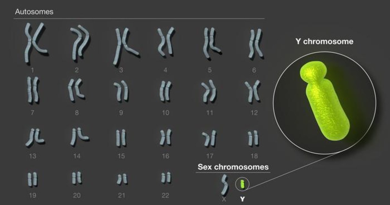 Mężczyźni bez tajemnic. Chromosom Y rozkodowany
