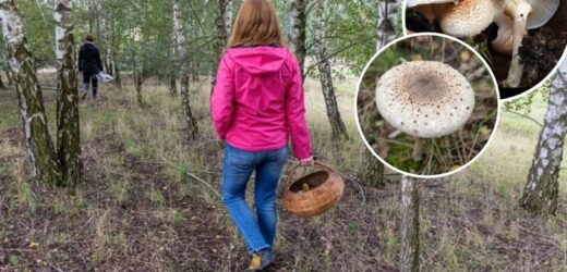 Wyśmienity grzyb mylony z zabójcą. Grzyboznawca wskazuje, po czym go poznać