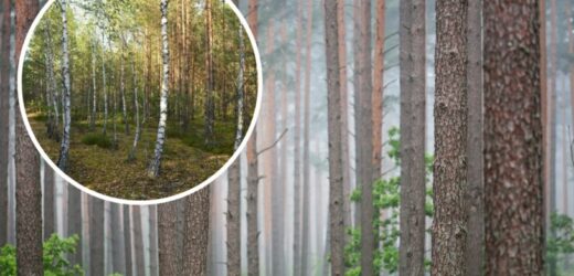 Co oznaczają trzy rzędy brzóz? To nie przypadek. Leśnicy wyjaśniają