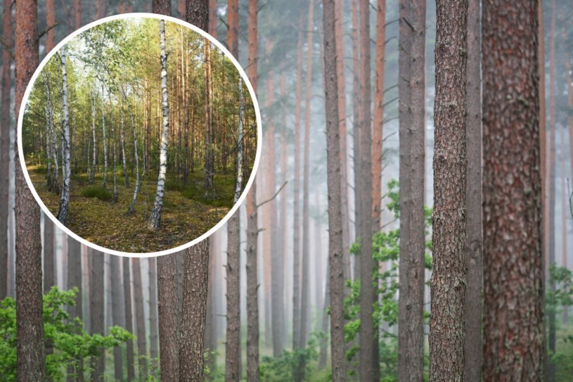 Co oznaczają trzy rzędy brzóz? To nie przypadek. Leśnicy wyjaśniają