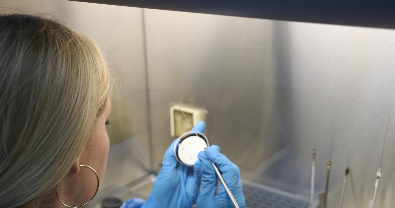 Legionella w Wielkopolsce. Potwierdzono pierwsze przypadki