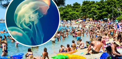 Sieją postrach wśród turystów w Chorwacji. Tego unikaj, jeśli cię poparzą