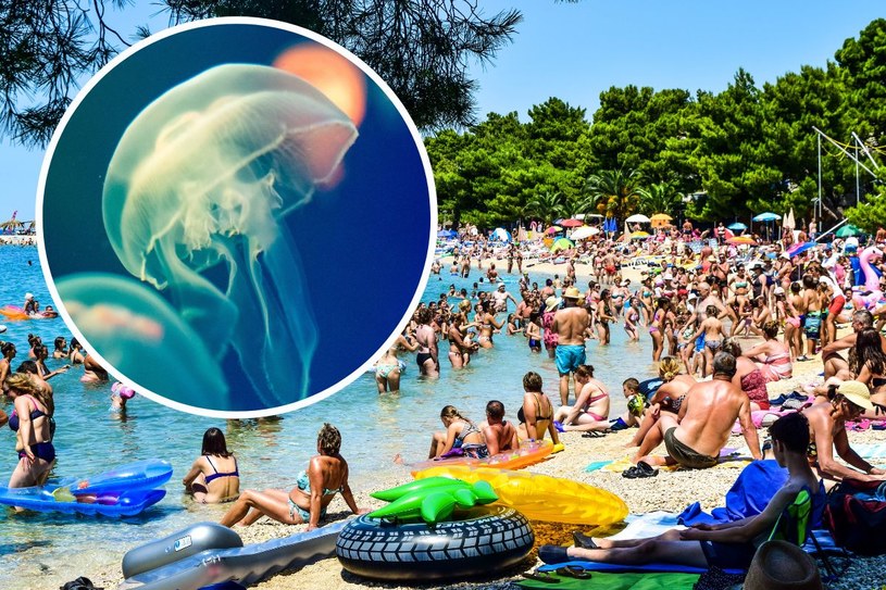 Sieją postrach wśród turystów w Chorwacji. Tego unikaj, jeśli cię poparzą