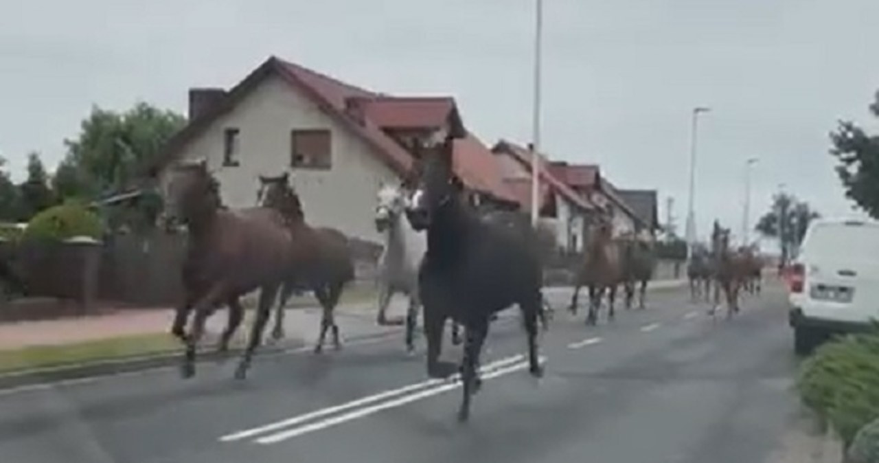 Konie uciekły ze stadniny i pędziły ulicą [NAGRANIE]
