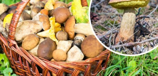 Niespodziewane znalezisko podczas grzybobrania. „Pojawił się na mojej ulubionej polance”