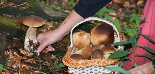 Uważaj, gdzie zbierasz grzyby. Są miejsca, których musisz unikać