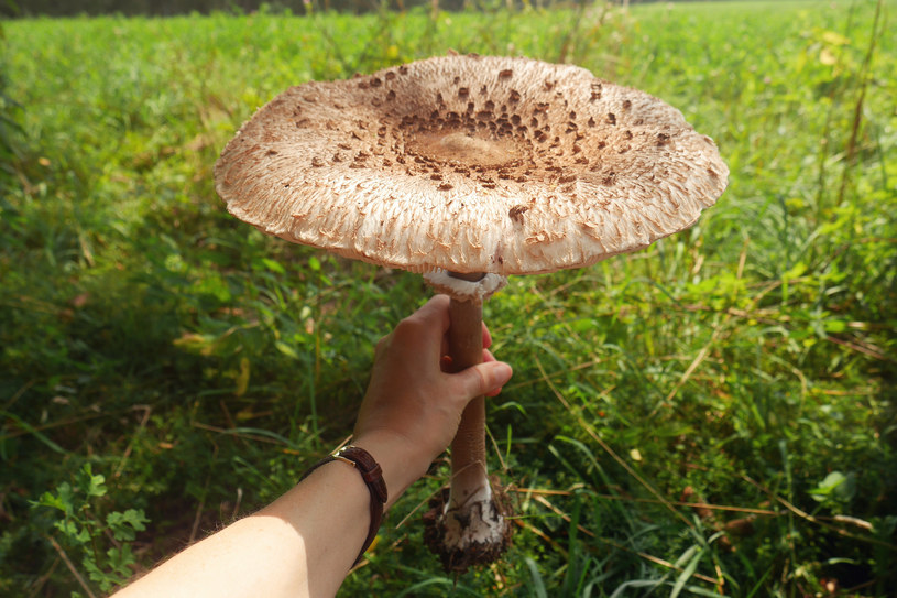Grzybowi giganci. Rekordowe okazy, o których marzy każdy grzybiarz