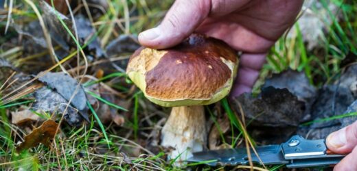 Wyrzuć nóż z koszyka. Grzybów w lesie będzie więcej
