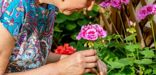 Wlej do pelargonii i poczekaj kilka dni. Dorodne kwiaty będą wylewać się z doniczki