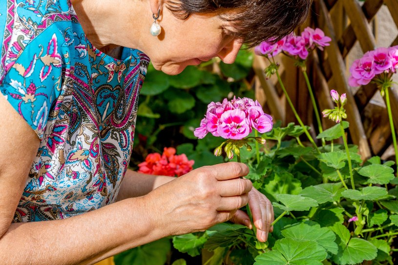 Wlej do pelargonii i poczekaj kilka dni. Dorodne kwiaty będą wylewać się z doniczki