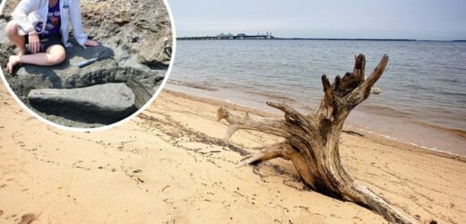 Kobieta dokonała niesamowitego odkrycia na plaży. Czy dowodzi istnienia nowego gatunku?