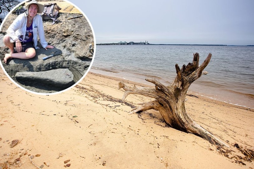 Kobieta dokonała niesamowitego odkrycia na plaży. Czy dowodzi istnienia nowego gatunku?