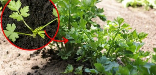 Do złudzenia przypomina natkę pietruszki. Wykop z ogródka z korzeniami