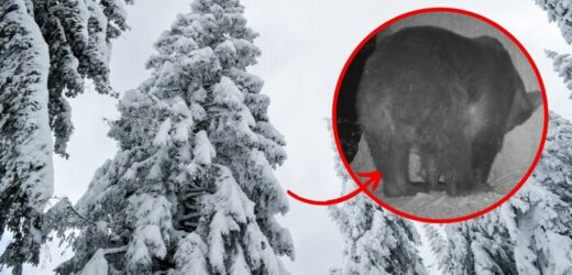 Jaka będzie tegoroczna zima? Leśnicy już wiedzą. Odpowiedzi udzielił im… niedźwiedź