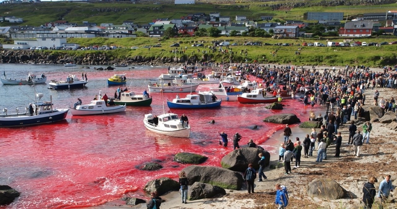 Harpun z granatem. Islandia wznawia rzeź wielorybów