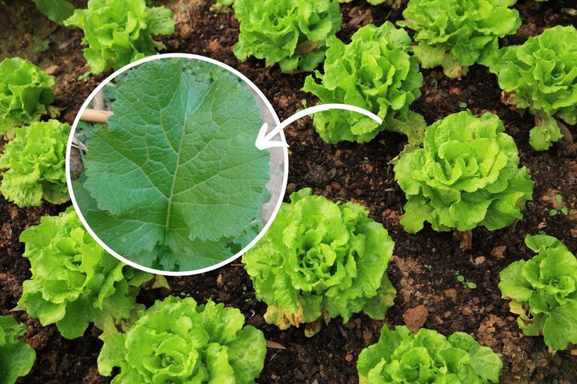 Hit wśród warzyw? Musztardowiec – pikantny smak i morze witamin
