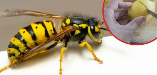 Ból i opuchlizna odejdą w niepamięć. Sposób na użądlenie z babcinej apteczki