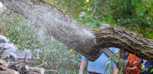 Samowolka w ogrodzie może cię słono kosztować. Mandat uderzy po kieszeni