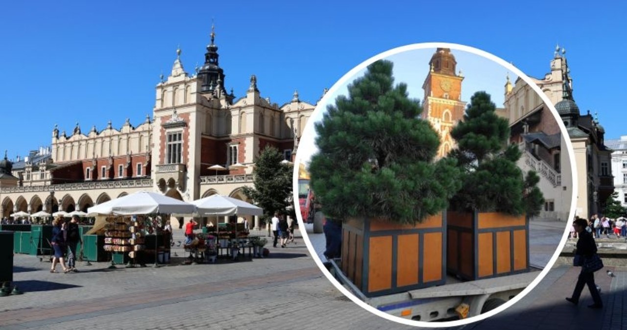 Na Rynku Głównym w Krakowie pojawiły się sosny