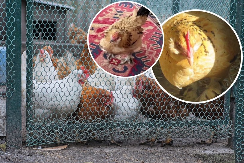 Była porzuconym jajkiem. Dziś jest najstarszą kurą na świecie. Historia Peanut wzrusza