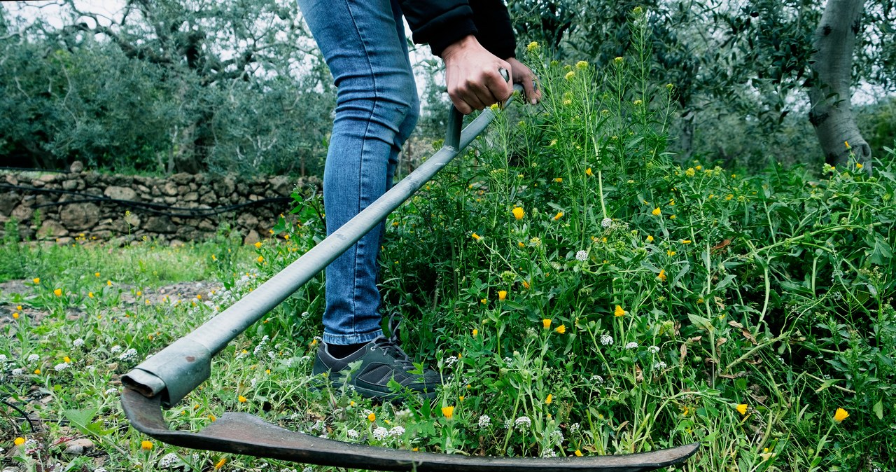 Koszenie tradycyjną kosą. Niecodzienne warsztaty na Dolnym Śląsku