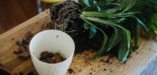 Przestań czekać z przesadzaniem roślin. Cała kolekcja może pójść do kosza