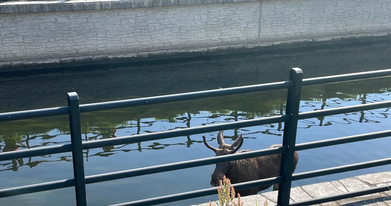 Łoś uwięziony w Kanale Raduni. Jest już na wolności