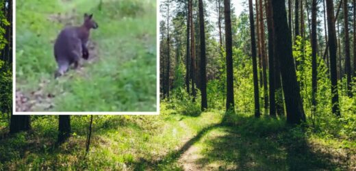 Kangur w polskim lesie. „To nie prima aprilis”