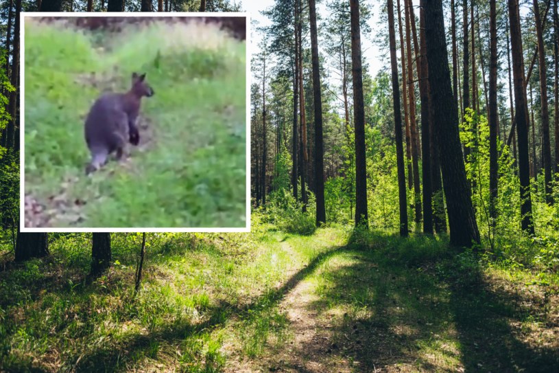 Kangur w polskim lesie. „To nie prima aprilis”