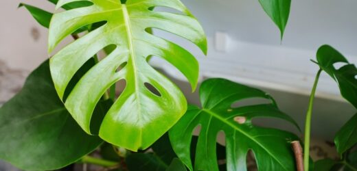 Gigantyczna monstera i ogromne liście? To zasługa tych domowych nawozów
