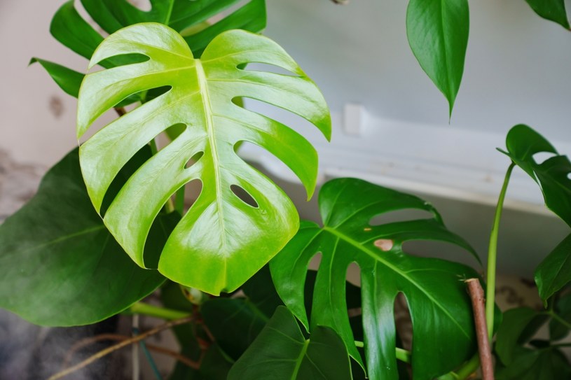 Gigantyczna monstera i ogromne liście? To zasługa tych domowych nawozów