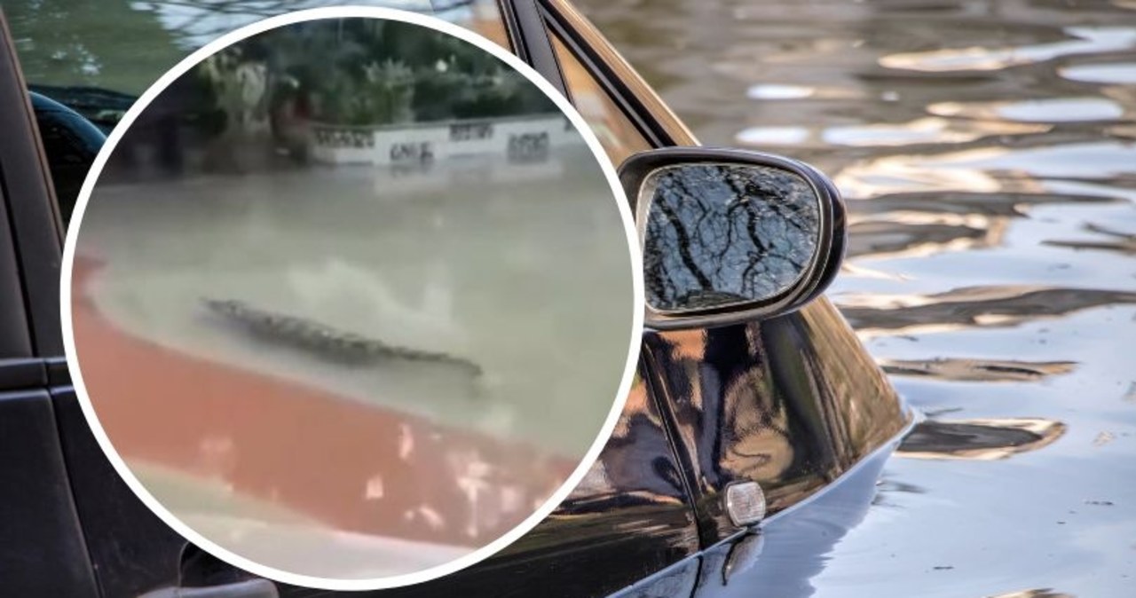 75 krokodyli uciekło po ulewach w Chinach. Władze apelują: Zostańcie w domach