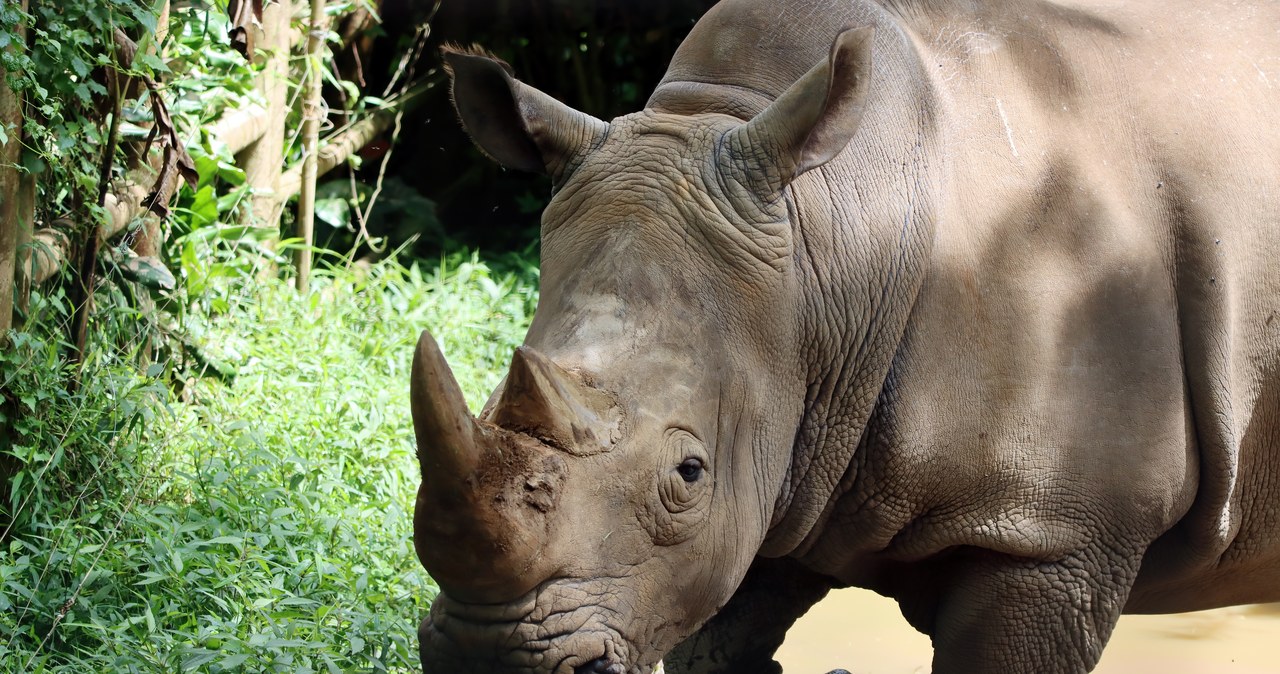 Koszmar w zoo: Nosorożec zabił opiekunkę na oczach jej męża