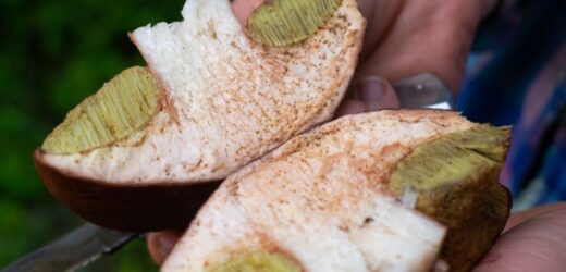 Zrób to po powrocie z grzybobrania. Robaki uciekną z grzybów w popłochu