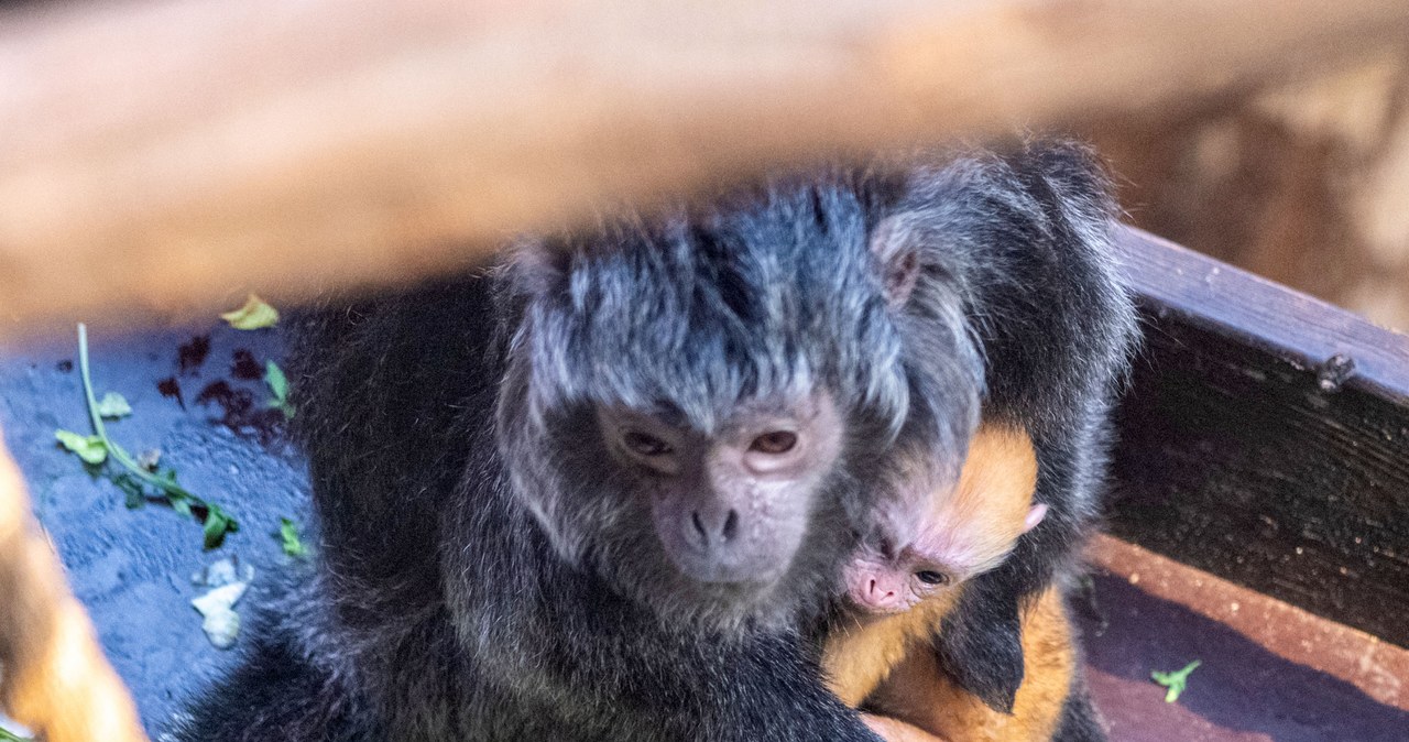 Baby boom, czyli nowe małpiątka w ZOO