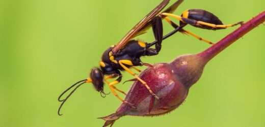 To nie szerszeń, ani osa! Owad może wywołać zamieszanie w domu