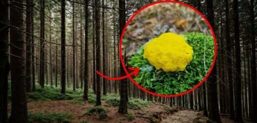 Tajemniczy widok w polskim lesie. Nie jest grzybem ani zwierzęciem, ale „spaceruje”