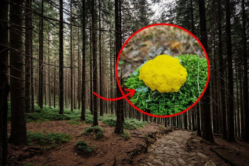 Tajemniczy widok w polskim lesie. Nie jest grzybem ani zwierzęciem, ale „spaceruje”