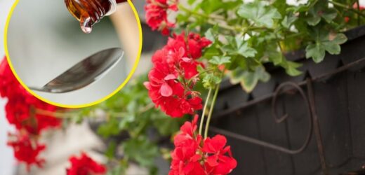 Bujne kaskady kwiatów pelargonii. Wlej kilka kropel do ziemi, a przetrwają pierwsze mrozy