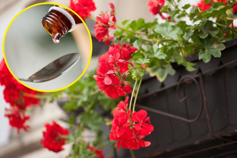 Bujne kaskady kwiatów pelargonii. Wlej kilka kropel do ziemi, a przetrwają pierwsze mrozy