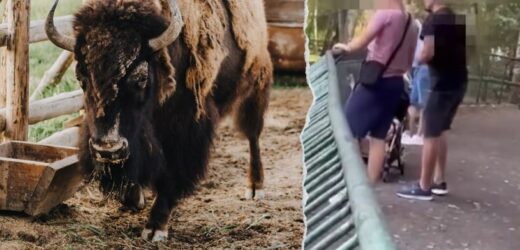 Skandaliczne zachowanie turystów w ZOO. To nie pierwsza taka sytuacja