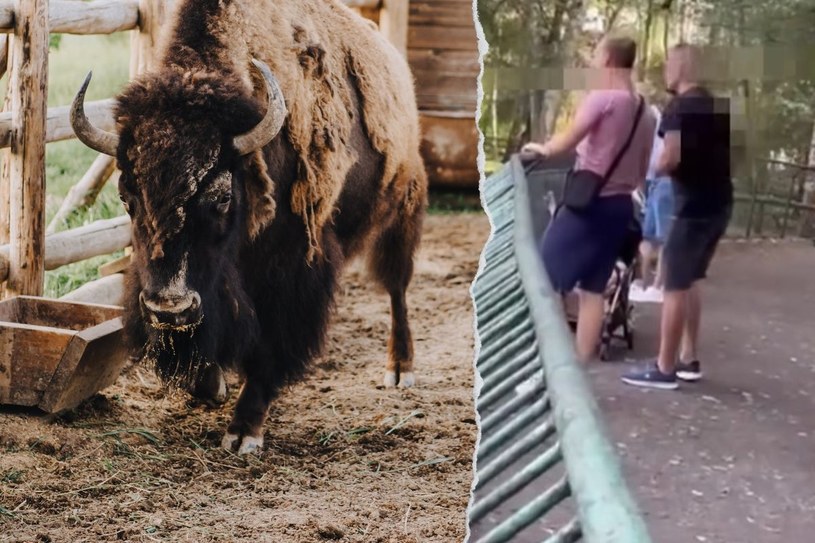 Skandaliczne zachowanie turystów w ZOO. To nie pierwsza taka sytuacja