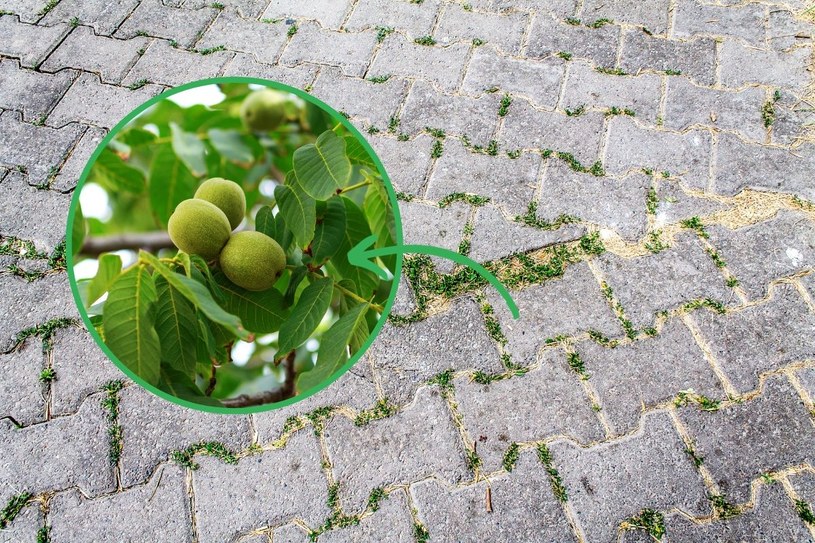 Rozpuści chwasty aż do korzeni. Dodaj do octu i spryskaj